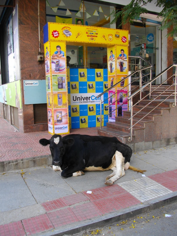 a cow and a phone for cows